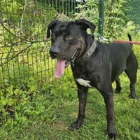 VOX, chien à adopter