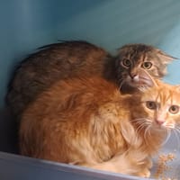 SODEBO, chat à adopter