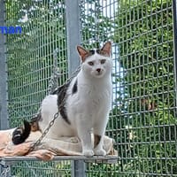 Batman, chat à adopter
