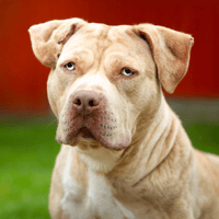 BULMA OAA20038, chienne à adopter