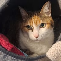 MINETTE, chatte à adopter