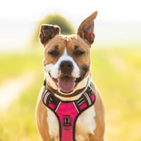 Kayna, chienne à adopter