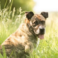 BABOUILLE, chien à adopter