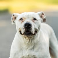 IZZY, chienne à adopter