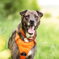 Perle, chienne à adopter