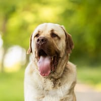 CONOR, chien à adopter