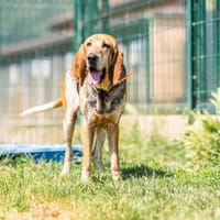MASCOTTE, chienne à adopter