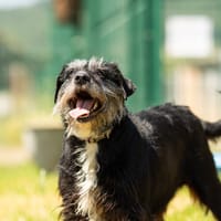 CACAHUETE, chien à adopter