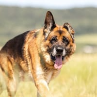 PATAPOUF, chien à adopter