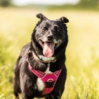 CHIPIE, chienne à adopter