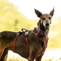 LACOSTE, chien à adopter