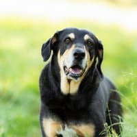 JADE, chienne à adopter