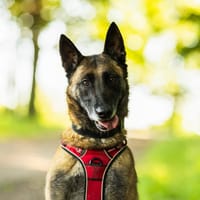 TYGA, chienne à adopter