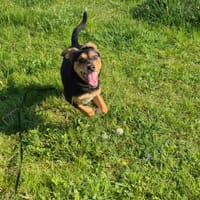 Lala, suczka do adopcji