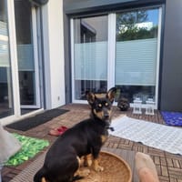 Berlinka, suczka do adopcji