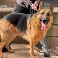 SULTAN (France), chien à adopter