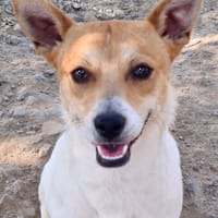 BILLY, chien à adopter