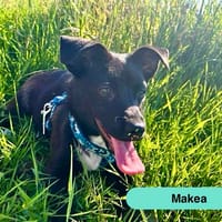 Makea, chatte à adopter