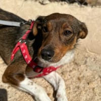 FREUR (Animalea), chienne à adopter