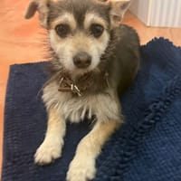 MILO (Martina), chien à adopter
