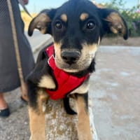 TACO (Martina), chien à adopter