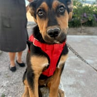 WALDO (Martina), chien à adopter