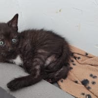 Floki, chat à adopter