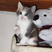BAÏA et BIDULE, chatte à adopter