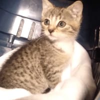 Shakira, kotka do adopcji