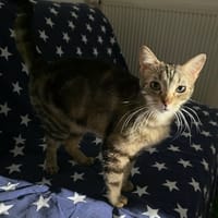 SHIVA, chatte à adopter