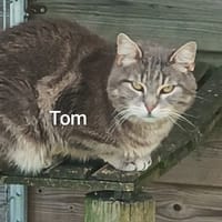 TOM, chat à adopter