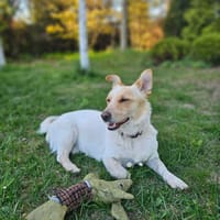Tytus, pies do adopcji