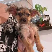 problème, chien à adopter
