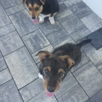 Pyza, suczka do adopcji