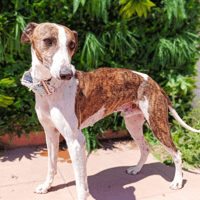 PICOLO, chien à adopter