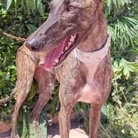 NARUMI, chienne à adopter