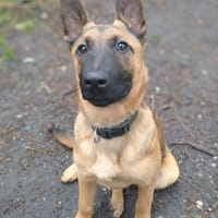 ASTA, chienne à adopter
