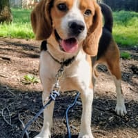 JUMPER, chien à adopter