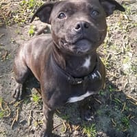 THEA, chienne à adopter