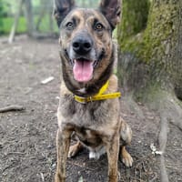 ULYSSE, chien à adopter