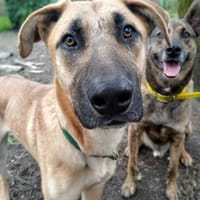 APPOLON, chien à adopter