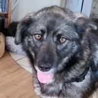 ANA ist eine Traumhündin, Hündin zur Adoption