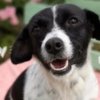 Sunny sucht ihr Glückskörbchen, Hündin zur Adoption