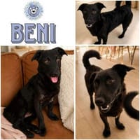 BENI -Menschenbezogen & verschmust-, Hund zur Adoption