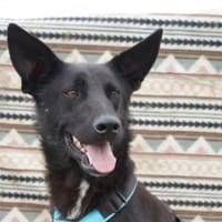 Malimix Milo sucht seine Menschen, Hund zur Adoption
