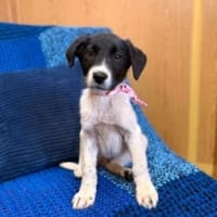 Bia sucht ihre Menschen, Hündin zur Adoption