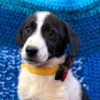 Noel sucht seine Menschen, Hund zur Adoption