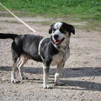 Trudi, sanfte Herzenshündin, ca. 7 Jahre, Hündin zur Adoption