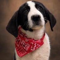Welpe Popeye sucht sein Hof!, Hund zur Adoption