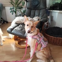 Sanfte Beja sucht, Hündin zur Adoption